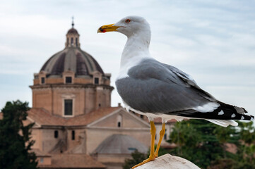 Seagull on background of Roman forum
