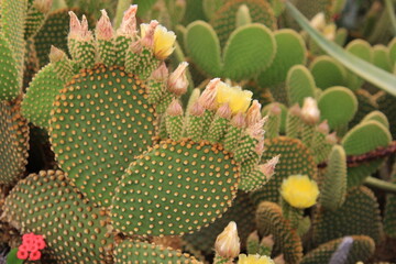 Kaktus mit Blüte