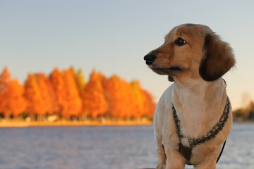 犬のポートレート　メタセコイアの背景