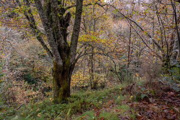 Fototapeta na wymiar Autumnal colours in a chestnut grove