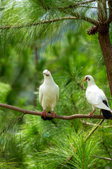 A pair of doves on a pine tree