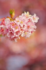 春の桜まつり