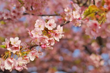 待ち焦がれた春