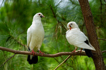 A pair of doves on a pine tree
