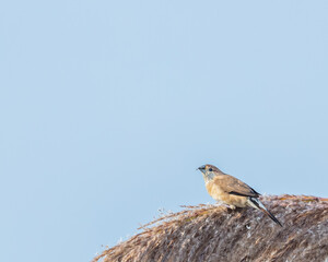 A Silver Bill having seed
