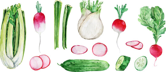 Watercolor homegrown vegetables set. Fresh, healthy, vegetarian, local food. Cooking. Ripe, raw radish, cucumber, celery, fennel.
