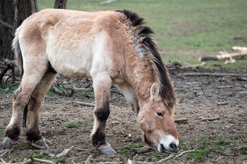 Przewalski's horse (Equus ferus przewalskii) grazing