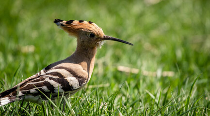 Eurasian hoopoe (Upupa epops) looking for food on the ground in a meadow © firesalamander