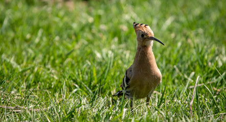 Eurasian hoopoe (Upupa epops) looking for food on the ground in a meadow