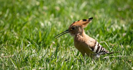 Eurasian hoopoe (Upupa epops) looking for food on the ground in a meadow © firesalamander