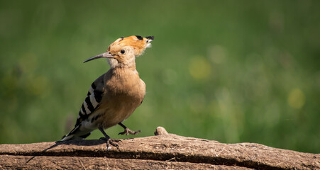 Eurasian hoopoe (Upupa epops) resting on a branch in a meadow © firesalamander