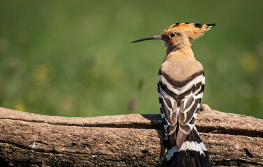 Eurasian hoopoe (Upupa epops) resting on a branch in a meadow