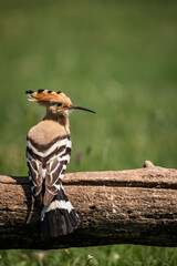Eurasian hoopoe (Upupa epops) resting on a branch in a meadow
