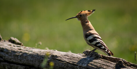 Eurasian hoopoe (Upupa epops) resting on a branch in a meadow © firesalamander