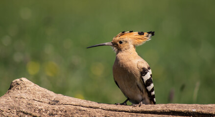Eurasian hoopoe (Upupa epops) resting on a branch in a meadow