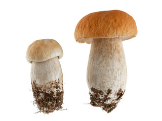 porcini mushrooms, boletus, isolate on a white background