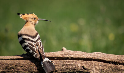 Eurasian hoopoe (Upupa epops) resting on a branch in a meadow © firesalamander