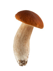 porcini mushrooms, boletus, isolate on a white background