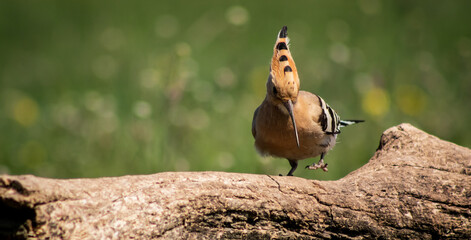 Eurasian hoopoe (Upupa epops) looking for food on a branch in a meadow © firesalamander