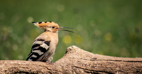 Eurasian hoopoe (Upupa epops) calling on a branch in a meadow © firesalamander