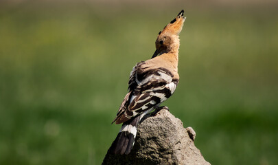 Eurasian hoopoe (Upupa epops) preening on a branch in a meadow