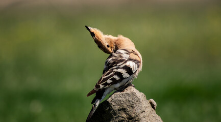 Eurasian hoopoe (Upupa epops) preening on a branch in a meadow