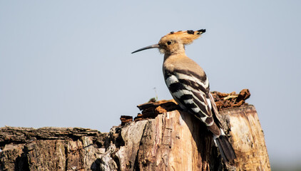 Eurasian hoopoe (Upupa epops) resting on a tree stump in a meadow