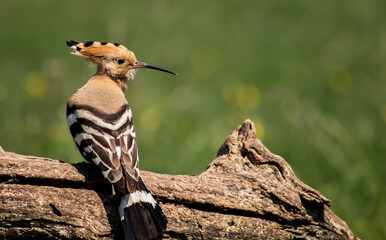 Eurasian hoopoe (Upupa epops) resting on a branch in a meadow