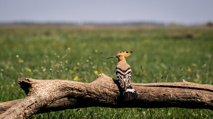 Eurasian hoopoe (Upupa epops) resting on a branch in a meadow © firesalamander