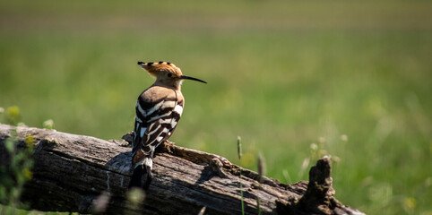 Eurasian hoopoe (Upupa epops) resting on a branch in a meadow © firesalamander