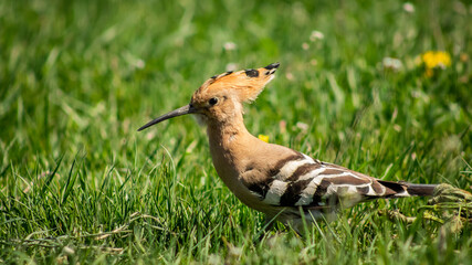 Eurasian hoopoe (Upupa epops) looking for food on the ground in a meadow