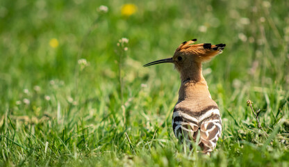 Eurasian hoopoe (Upupa epops) looking for food on the ground in a meadow © firesalamander