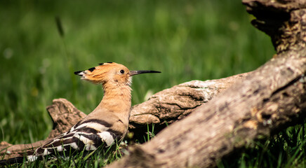 Eurasian hoopoe (Upupa epops) looking for food on the ground in a meadow © firesalamander