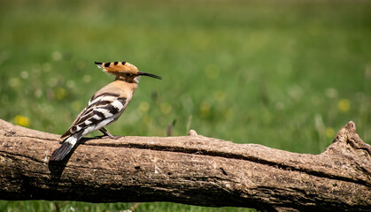 Eurasian hoopoe (Upupa epops) resting on a branch in a meadow © firesalamander