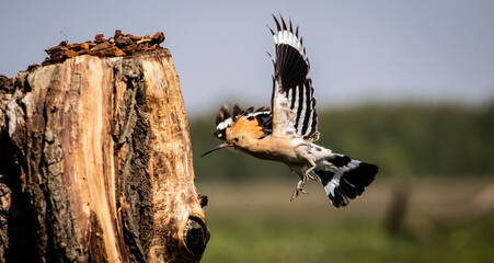 Eurasian hoopoe (Upupa epops) flying near a tree stump in a meadow