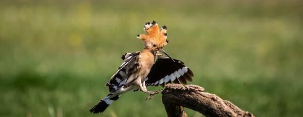 Eurasian hoopoe (Upupa epops) landing on a branch in a meadow © firesalamander