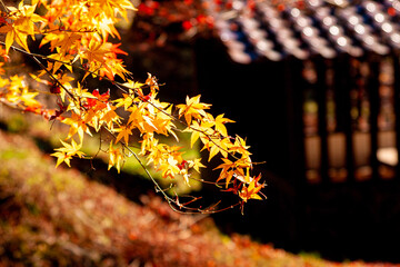 修善寺自然公園　紅葉