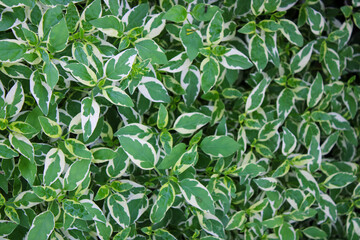 green leaves background