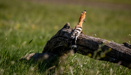 Eurasian hoopoe (Upupa epops) landed on a branch in a meadow