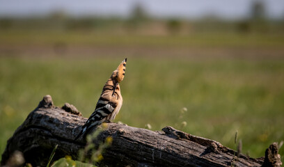 Eurasian hoopoe (Upupa epops) preening on a branch in a meadow © firesalamander