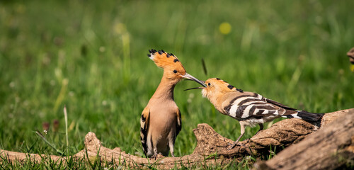 Eurasian hoopoe (Upupa epops) male feeding female on a branch in a meadow © firesalamander
