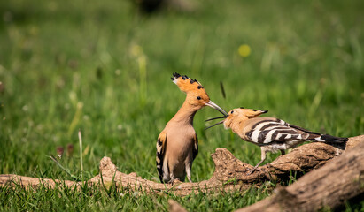 Eurasian hoopoe (Upupa epops) male feeding female on a branch in a meadow © firesalamander