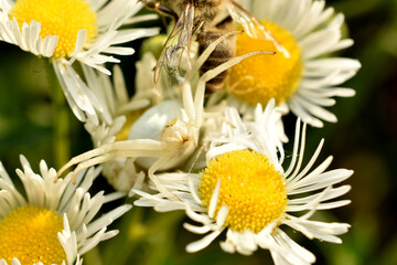 A flowery white crab-like spider sits on a chamomile.