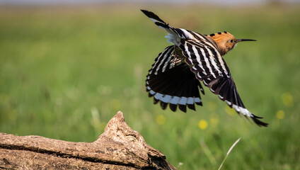Eurasian hoopoe (Upupa epops) flying off a branch in a meadow © firesalamander