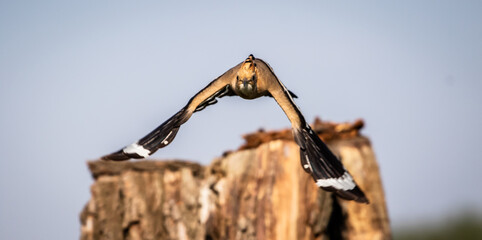 Eurasian hoopoe (Upupa epops) flying off a tree stump in a meadow, front view © firesalamander