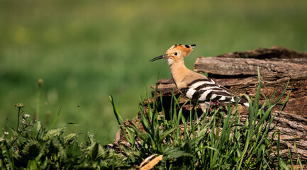 Eurasian hoopoe (Upupa epops) looking for food near a log in a meadow