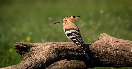 Eurasian hoopoe (Upupa epops) resting on a branch in a meadow
