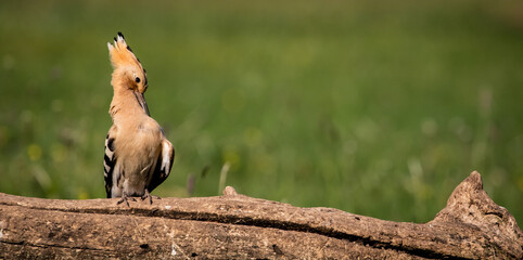 Eurasian hoopoe (Upupa epops) preening on a branch in a meadow © firesalamander
