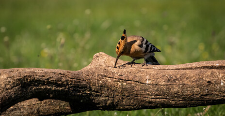 Eurasian hoopoe (Upupa epops) looking for food on a branch in a meadow © firesalamander