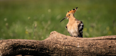 Eurasian hoopoe (Upupa epops) preening on a branch in a meadow © firesalamander